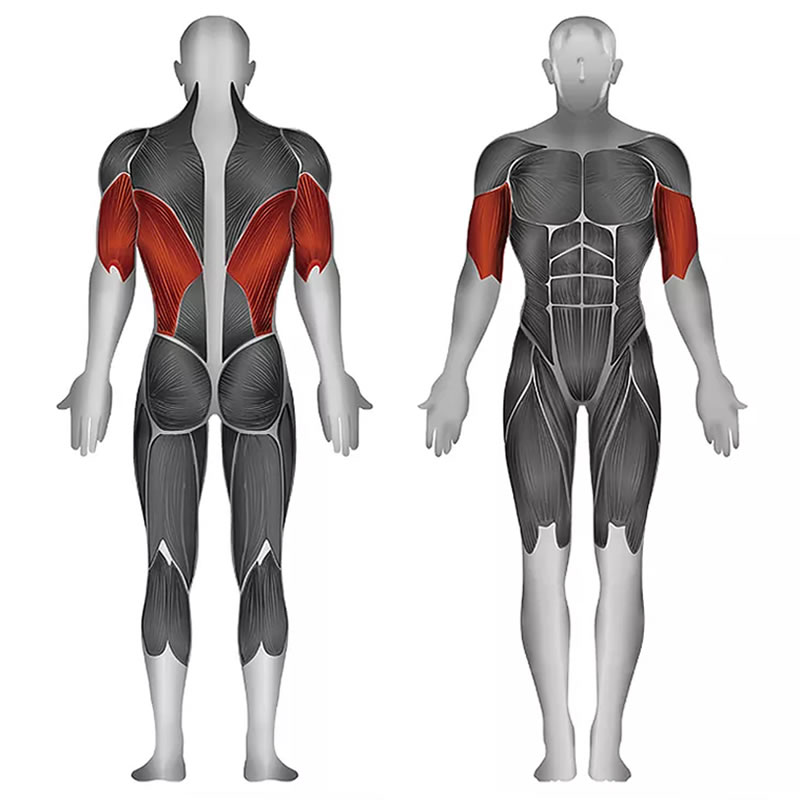 史帝飛卓越Z系列 肱三頭肌,肱二頭肌,背闊肌 ID:1660 訓練部位
